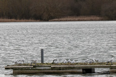 Chroicocephalus ridibundus