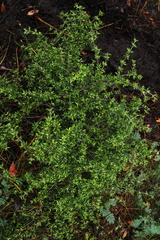 Coprosma cuneata