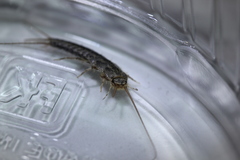 Ctenolepisma