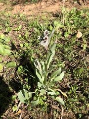 Cynoglossum cheirifolium