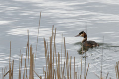 Podiceps cristatus