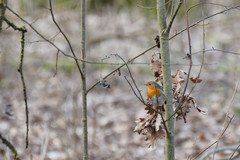 Erithacus rubecula