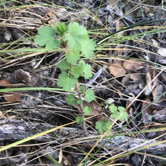 Ribes divaricatum pubiflorum