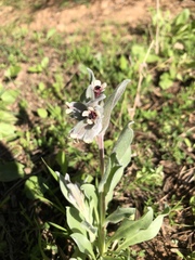 Cynoglossum cheirifolium