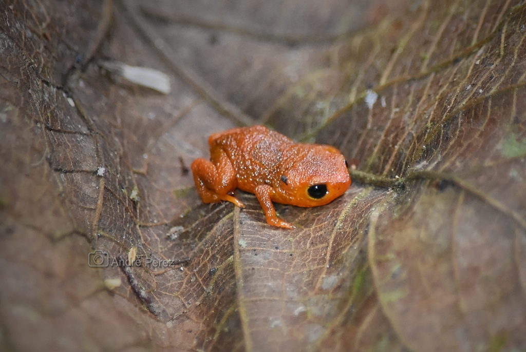 Serra Cantareira Saddleback Toad