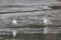 Chroicocephalus ridibundus