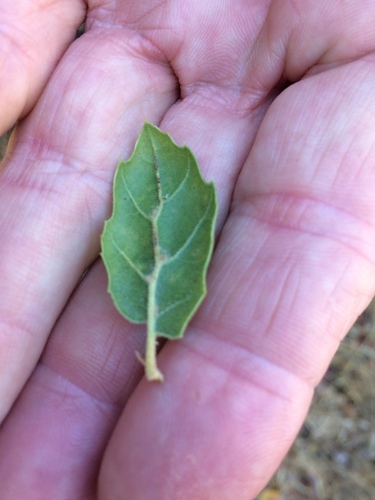iNaturalist observation photo of coast live oak