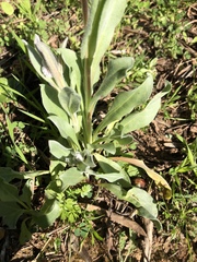 Cynoglossum cheirifolium