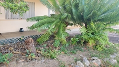 Cycas micronesica