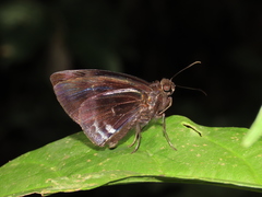Aethilla echina