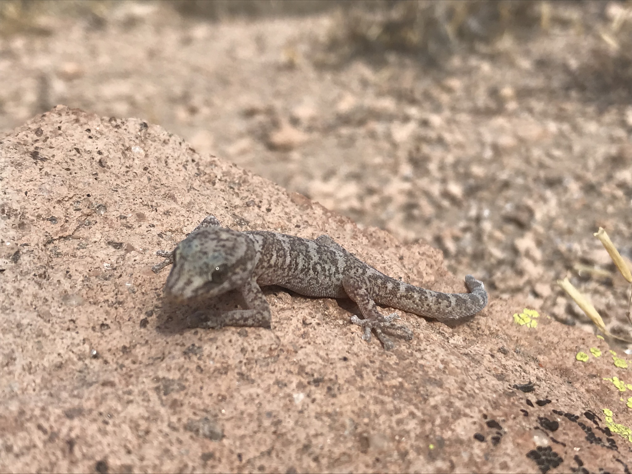 Phyllodactylus Gerrhopygus (Wiegmann, 1834)