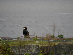 Phalacrocorax carbo