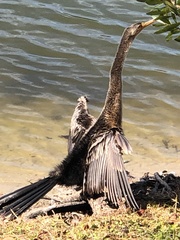 Anhinga anhinga