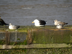 Larus marinus