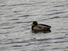 Anas platyrhynchos