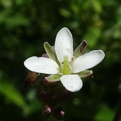 Rorippa laciniata