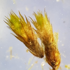 Bryum radiculosum