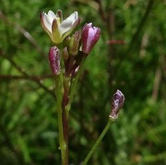 Rorippa laciniata