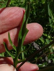 Rorippa laciniata