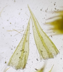 Bryum radiculosum