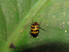 Prepopharus xanthomelas