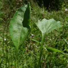 Rorippa laciniata