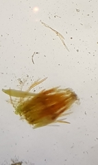 Bryum radiculosum