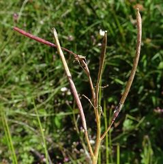 Rorippa laciniata