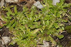 Taraxacum officinale