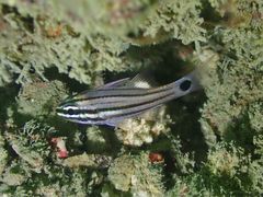 Ostorhinchus endekataenia