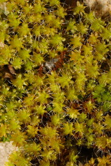Syntrichia ruralis