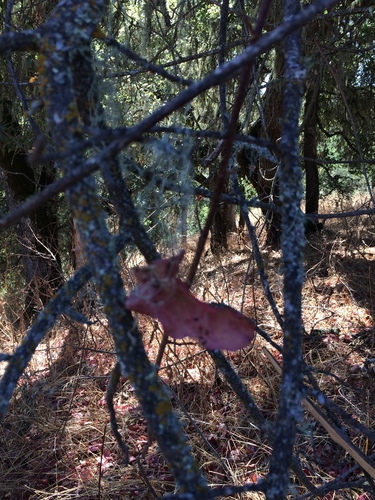 iNaturalist observation photo of Pacific poison oak