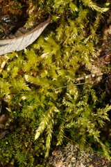 Brachythecium rutabulum
