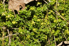 Arenaria serpyllifolia