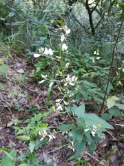 Desmodium lindheimeri