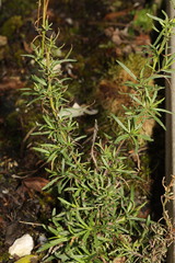 Senecio inaequidens