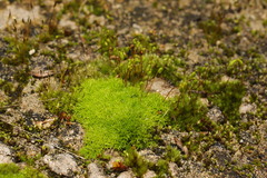 Ptychostomum capillare