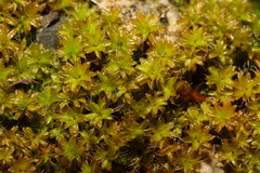 Syntrichia ruralis