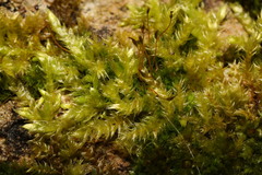 Brachythecium rutabulum