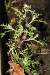 Senecio vulgaris