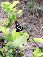 Androloma disparata