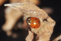Harmonia axyridis