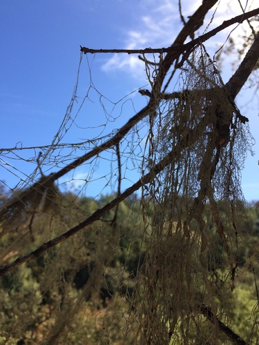 iNaturalist observation photo of lace lichen