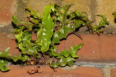 Asplenium scolopendrium