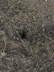 Araneae