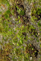 Ptychostomum capillare