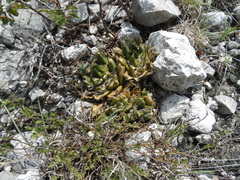 Ariocarpus trigonus