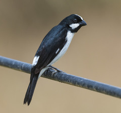 Lined Seedeater photo 1