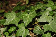 Hedera helix