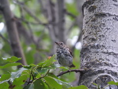 Catharus guttatus faxoni